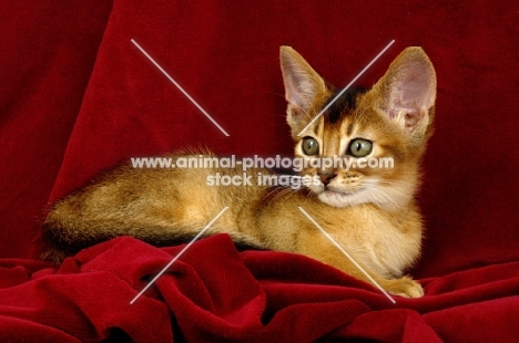 abyssinian kitten on red blanket