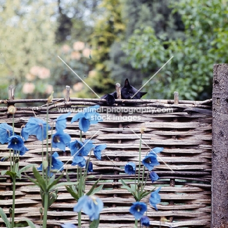 black cat at the top of a hurdle