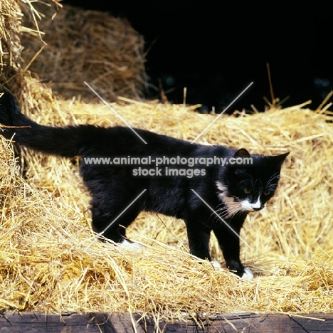black and white cat in barn in straw 