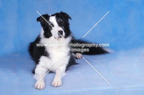 Border Collie looking at camera, on blue background
