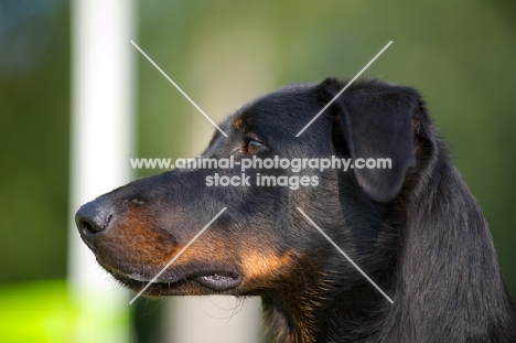 Head study of a black and tan Beauceron, long ears