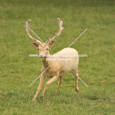 male fallow (buck) rare white colour in UK