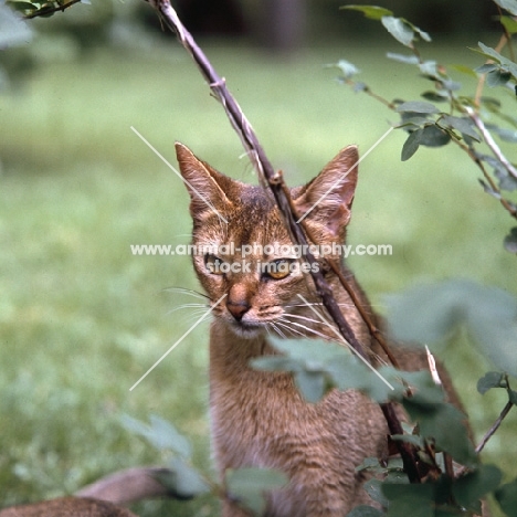 abyssinian cat in canada behind twig