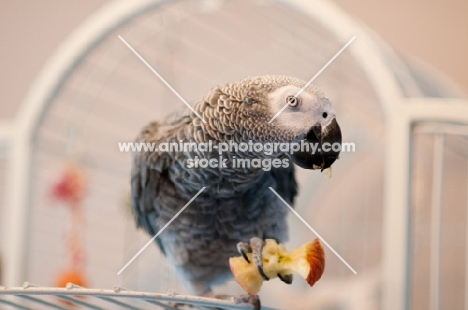 African Grey Parrot