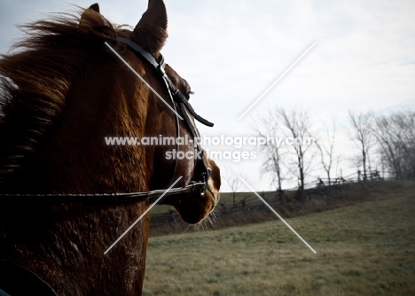 Thoroughbred being ridden - looking out into field