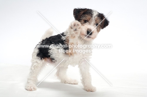 wirehaired Fox Terrier puppy on white background