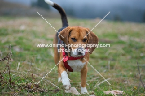 Beagle walking in the mountain