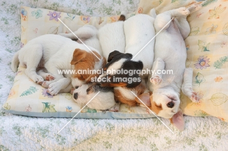 5 jack russell puppies sleeping together