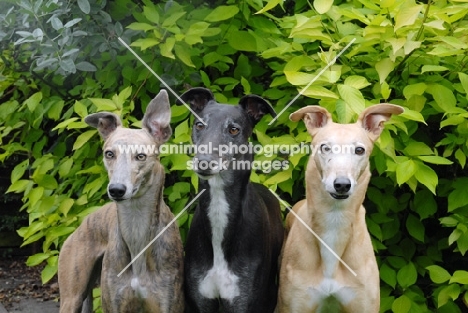 three ex-racing greyhounds, all photographer's profit from this image go to greyhound charities and rescue organisations