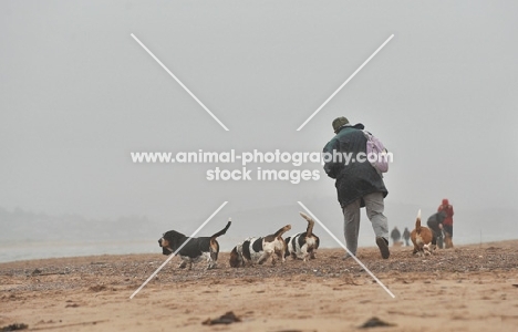 group of Basset Hounds and owner on beach from afar