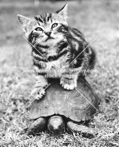 kitten sitting on a tortoise