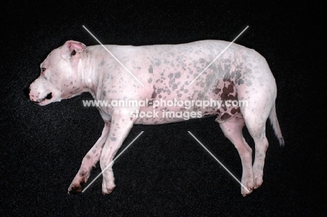 white Staffordshire Bull Terrier lying on dark grey carpet