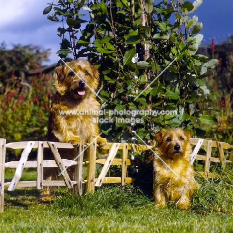 two champion norfolk terriers next to mini hurdle