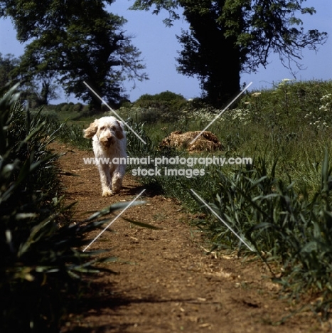 odivane francesca of nantiderri,   italian spinone trottting down a track