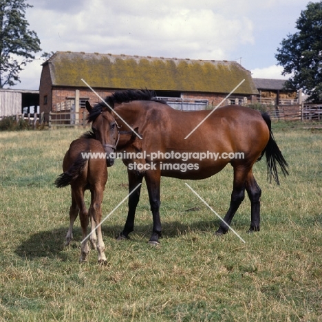 Cleveland Bay with foal