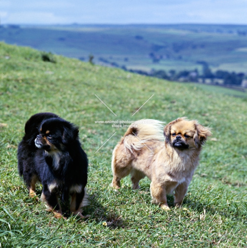 ch sivas mesa, right, with friend, two tibetan spaniels standing on grass on the hillside