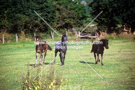 three dartmoor foals in a field