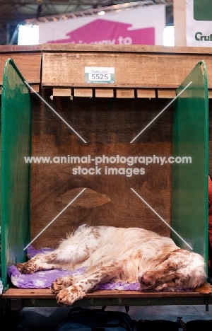 English Setter sleeping on bench at Crufts 2012