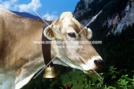 brown swiss cow in switzerland