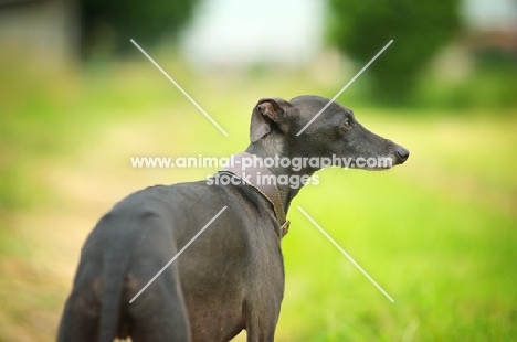 Portrait of a black italian greyhound standing in a field