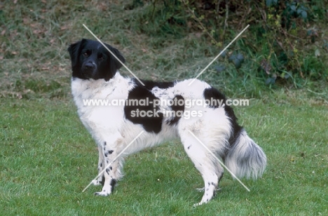 Stabyhoun side view (aka Frisian Pointer, Stabij, Beike)