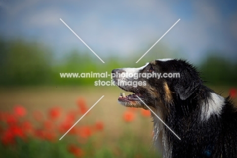 black tri color australian shepherd with red flowers