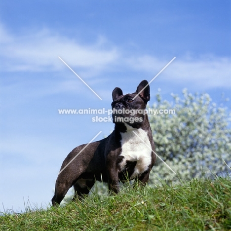ch merrowlea opal of boristi, french bulldog standing on high ground