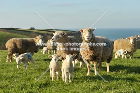 poll dorset ewes and lambs