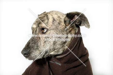 Head shot of Greyhound mix breed in studio, with blanket around her neck