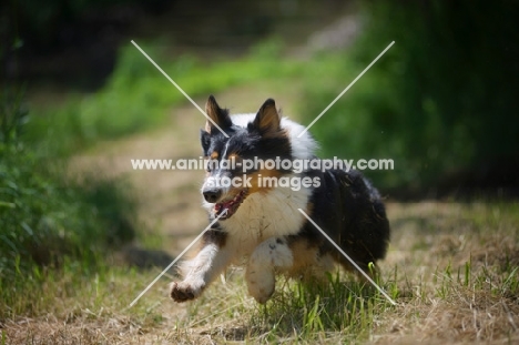 black tri color australian shepherd running free in a field