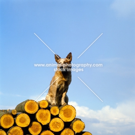 formakin brolga, australian cattle dog on wood pile