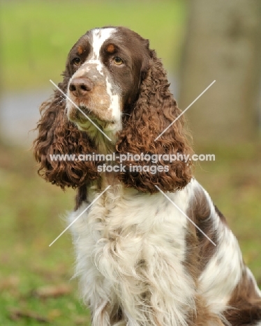 English Springer Spaniel head study