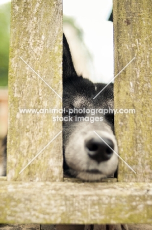 Husky Crossbreed