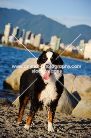 Bernese Mountain Dog