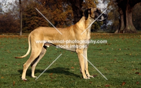 great dane standing in a field