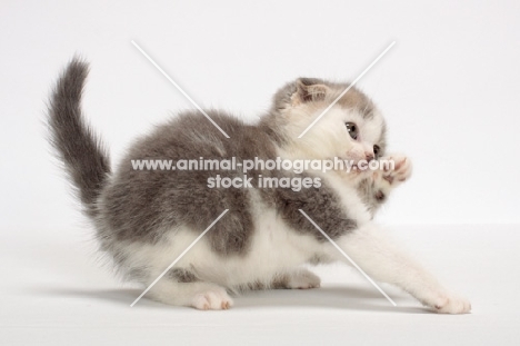 Blue Classic Tabby & White Scottish Fold kitten, playing