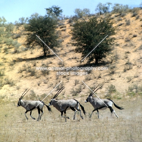 gemsbok in the kalahari desert running together