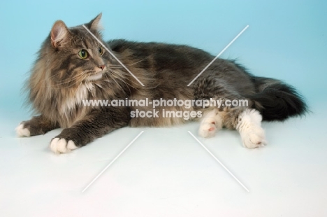 blue and white norwegian forest cat