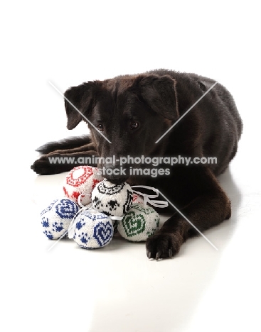 black Mongrel huddling over toys