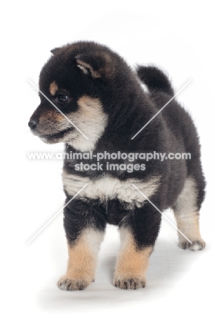 Shiba Inu puppy, black and tan colour
