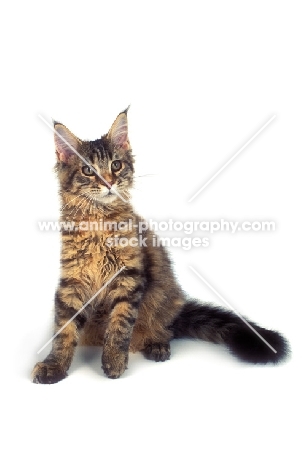 tortie Maine Coon