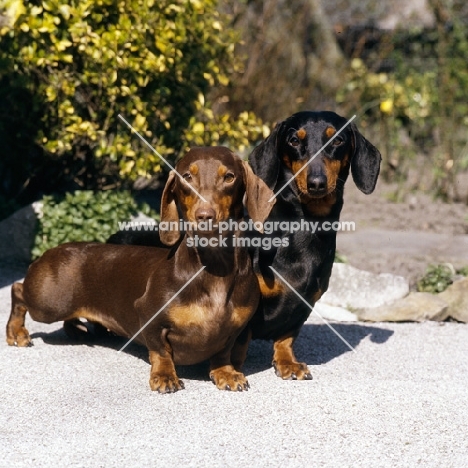 two smooth haired dachshunds standing on a path