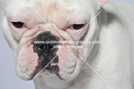 close up of French Bulldog's eye