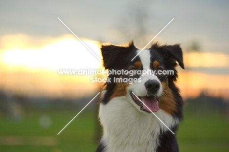 blaxck tri colour australian shepherd smiling, sunset in the background