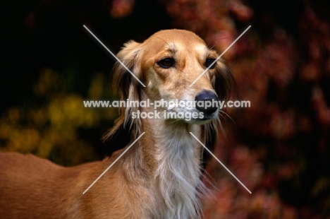 ch jazirat bahiyya (bronte), portrait of saluki against autumn colours, winner hound group crufts 1991