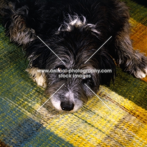 cross bred dog, border collie x  bearded collie, gazing up hopefully