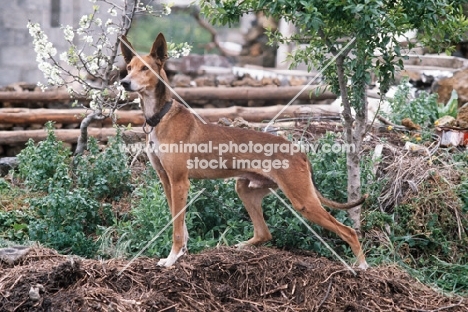 Podenco Canario aka Canary Islands Hound, Canary Island Warren Hound, Canarian Warren Hound. Side view.