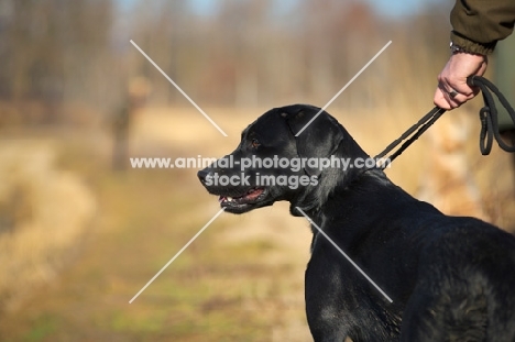 black labrador on a lead