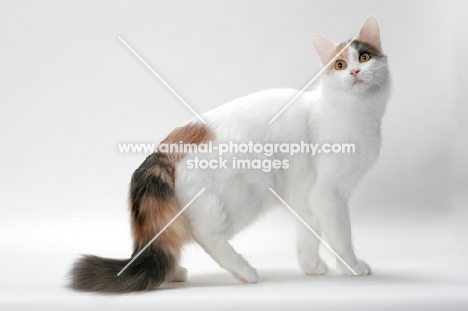 Blue Tortie & White Turkish Van on white background