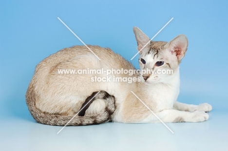 seal tabby and white oriental shorthair cat
